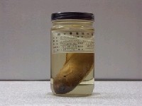 藏品(黑條紋准雀鯛)的圖片